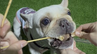 ลูกหมา: นี่คือความสุขของการกินอาหารเสียบไม้ใช่ไหม #เมื่อคุณมีลูกหมาขี้กิน