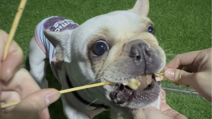 Chó con: Đây chính là niềm vui khi ăn đồ nướng à #Khi bạn có một chú chó thèm ăn