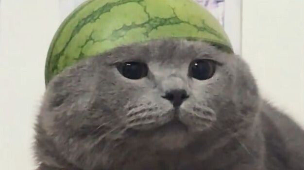 [Animal Voiceover] The youthful pig-headed Ryo-mi would never dream of Senior Anna