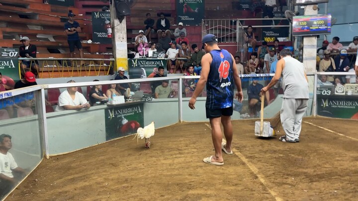 Tagalugin daw ...2 times winner Pure white kelso .. laban sa lipa