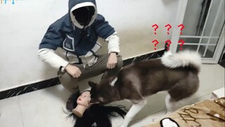 [Hewan]Apa Reaksi Husky Melihat "Kepala" Majikannya Jatuh?