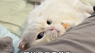 Challenge yourself to not pet one of the cats after returning home and see how it reacts?