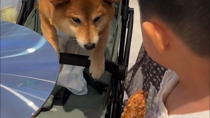 Seberapa rakus sih seekor anak anjing bisa jadi? Sudah terdiagnosis: dia adalah hantu kelaparan yang