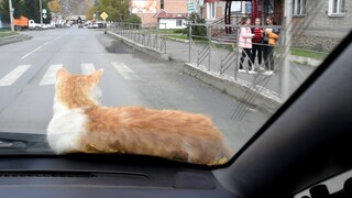 Kucing yang mengikutiku jalan-jalan di atas kap mobilku