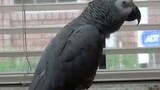 Lovely Parrot