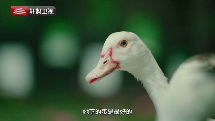 Quảng cáo sáng tạo: Sứ mệnh của một chú vịt 66