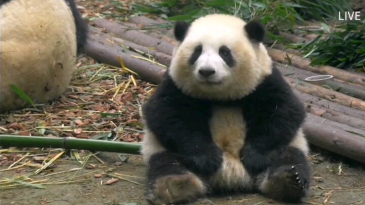 Cute Panda's Bamboo Was Snatched Away By The Sister