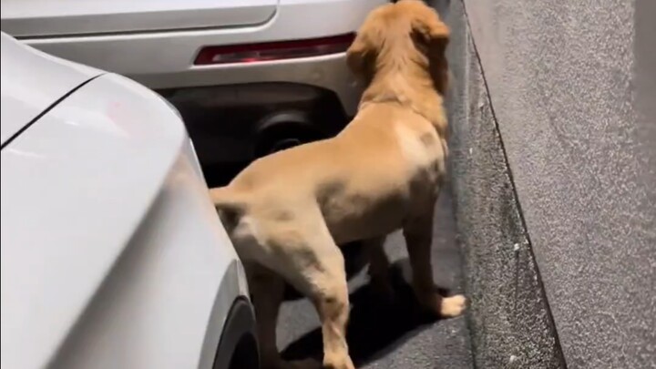 I've never seen such a silly dog before!