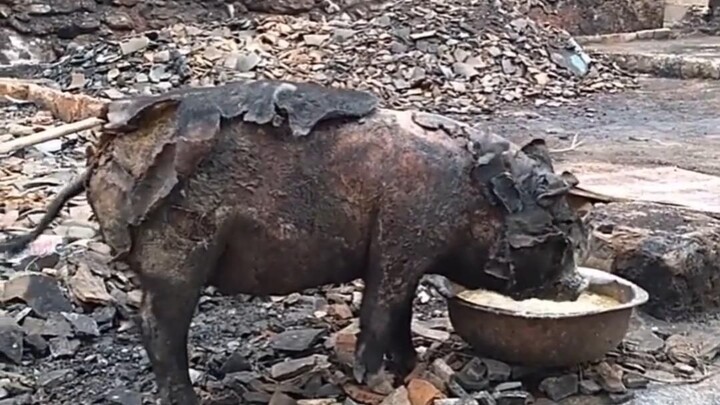 Babi yang selamat dari maut ini, tindakan pertamanya justru makan! Setelah mengetahui kenyataannya, 
