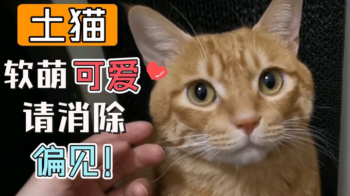 The little tabby cat is so cute; I just can’t help but tease it.