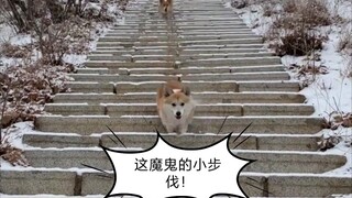 柯基：这就是传说中的佛山无影脚！