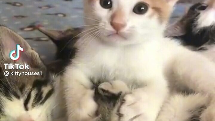 Funny and adoroble pets 😻🙈🙉🙊