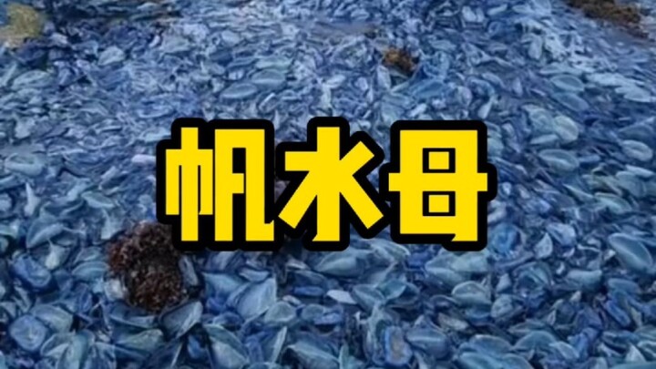 If you spot this creature by the beach, RUN AWAY FAST!