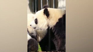 Pandas Know Sichuan Dialects: How Fast Can Pandas Run for Lunch