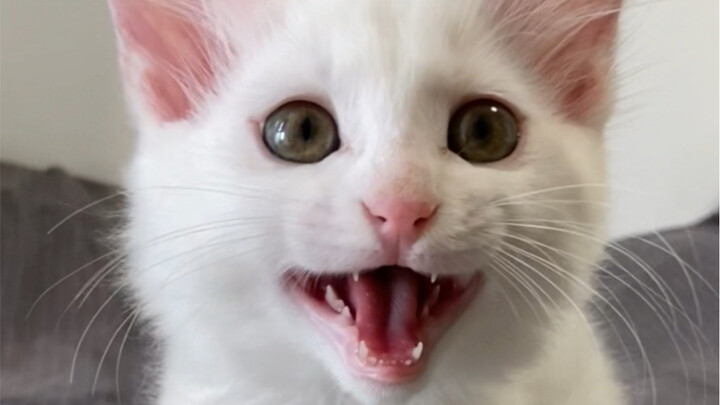 เจ้าของ: ฉันว่าแมวของฉันตัวนี้ช่างแปลกๆ ไร้เหตุผลไปเสียทั้งปีเลยนะ