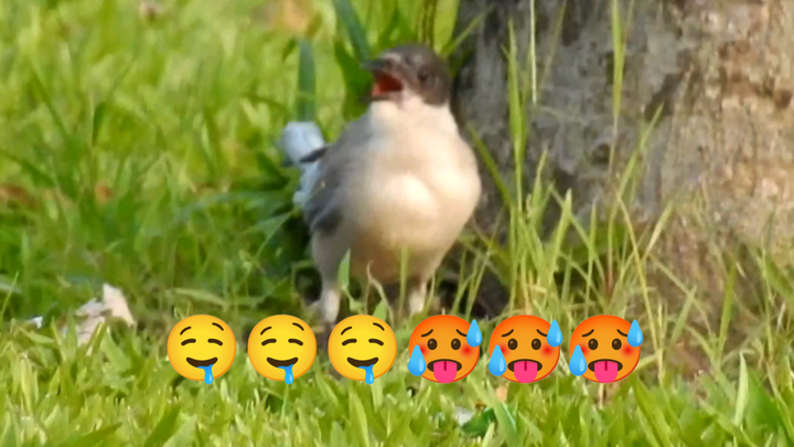 Hehe 🤤 The junior female student breathed on me 🤤 She breathed into my mouth 🥴 Don’t run away, junio