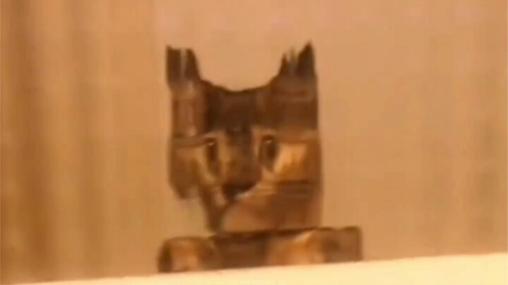 “แมวน่ากลัวสุดแปลก”