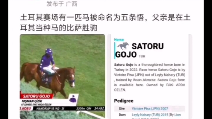 Gojo Satoru bereinkarnasi menjadi seekor kuda, dan Itadori: Aku mau menunggangi Sensei untuk main ke