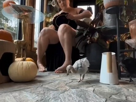 Cuộc sống hàng ngày của các bà mẹ Âu Mỹ