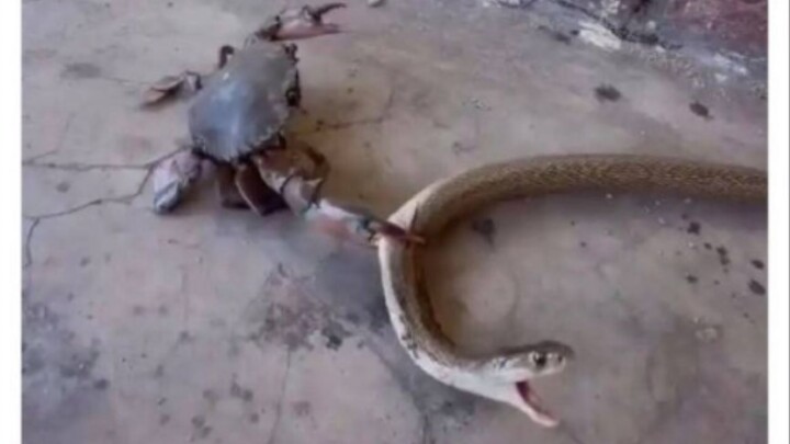 “Crab bro: Welcome to the world of men!”