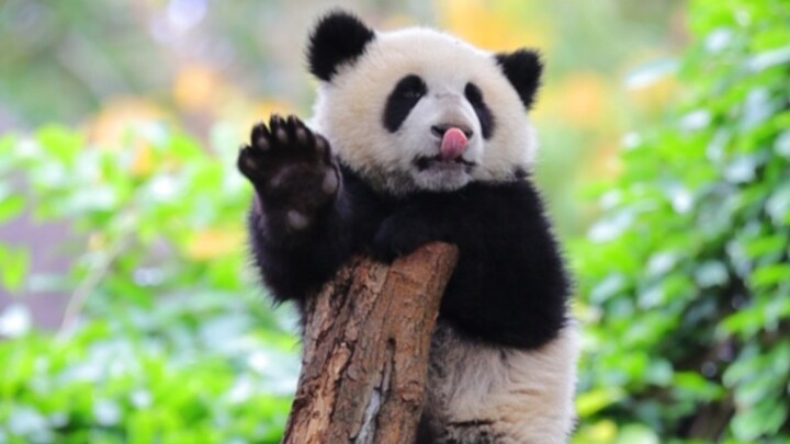 Happy birthday to the little princess hanging on the tree. 【Giant Panda Jiaxin】