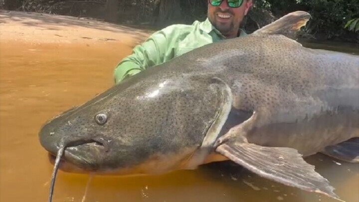 how to this monster fish in river #a biggest monster fish