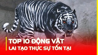 Top 10 Động Vật Lai Tao Thực Sự Tồn Tại Có Tiền Tỷ Cũng Không Mua Được