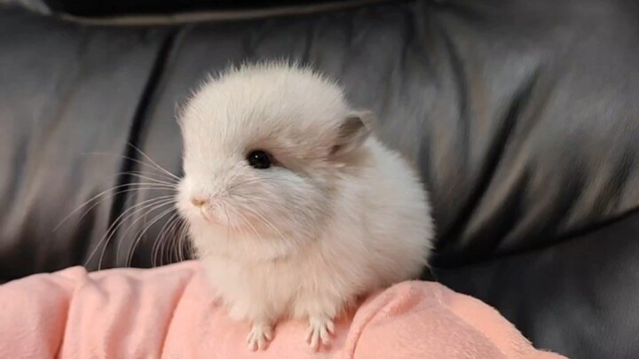 เจ้าแมวเหมียวโตโตโร่แค่อยากกลับบ้านไปหาแม่