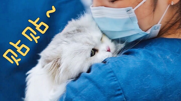Taking the internet-famous cat for a checkup—doctors and nurses all scramble to hold it: “I’ve never