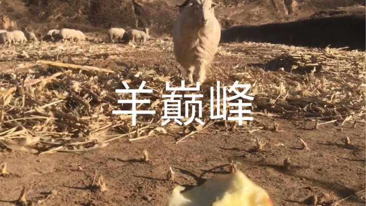 A sheep who’s never held back—and never thought of herself as just a sheep