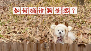 The Complete Diagnostic Process for "Dog-Like Romance"