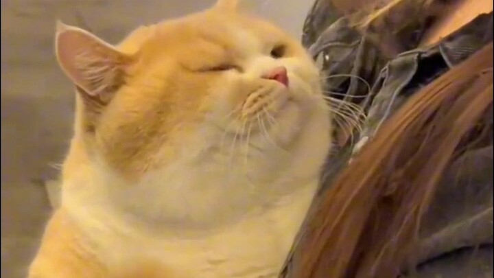 “Cute, silly little cat—of course I have to tag the cutest person to see it”