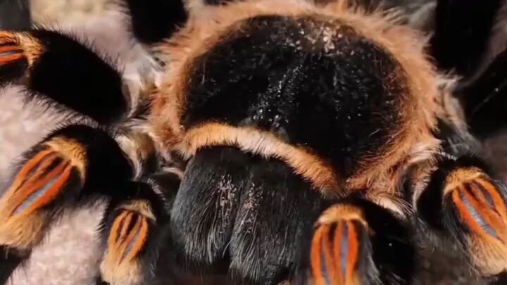 laba laba paling beracun di dunia #labalaba #widow