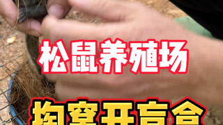 【松鼠掏窝开盲盒】在松鼠养殖场掏窝松鼠幼崽，等了一个月终于可以掏窝了