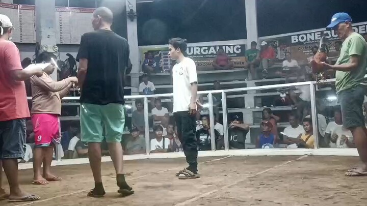Boss Ayan second fight dec11 culis cock fit arena champion 🏆