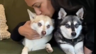 Dog's reaction after being kissed