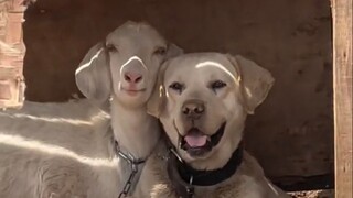 Don't Look at Me, I'm Just a Sheep