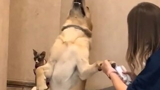 Setiap kali kuku anjing milik netizen ini dipotong, selalu ada adegan "hidup-mati" yang ditampilkan!