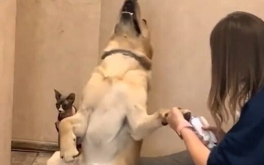 网友家的狗子每次剪指甲都会上演一段“死去活来”！瞧瞧这教科书一般的演技，奥斯卡欠狗子一个小金人！