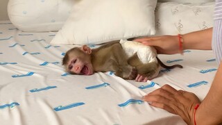 OMG Baby Money Mano Crying Loudly Request Milk During Mom Was Busy Prepare Bed