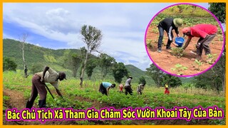 Bản Cangato Tập 23 || Bác Chủ Tịch Xã Tham Gia Cùng Người Dân Chăm Sóc Vườn Khoai Tây Của Bản