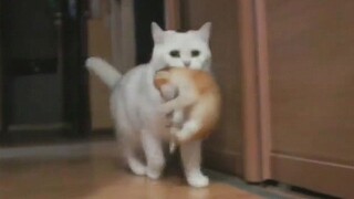 The "Meryl Streep" of the cat world? What's going on with this big white cat secretly abducting a li