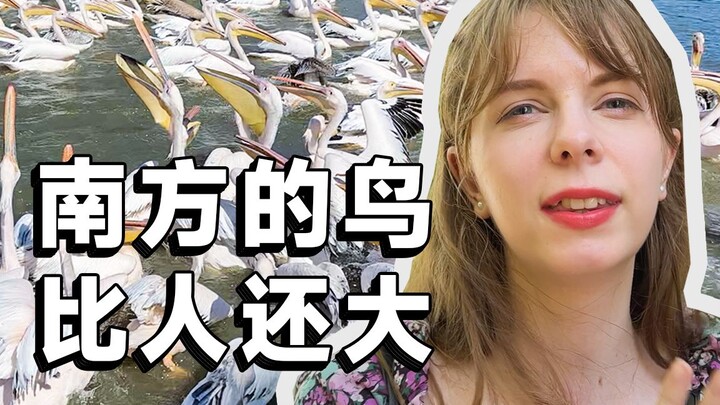 Foreigners were stunned by China’s birds—they’re even bigger than people! Checking in at Guangzhou W
