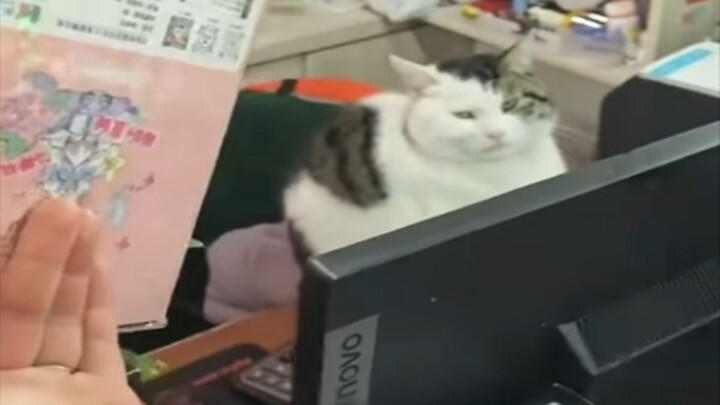 Kucing: Dunia ini tidak bisa hidup tanpa aku!