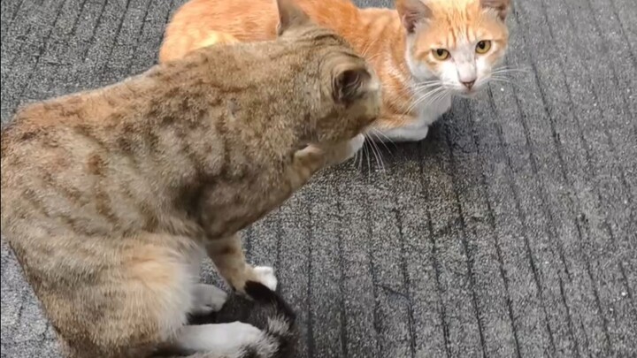 果然还是喜欢乖猫