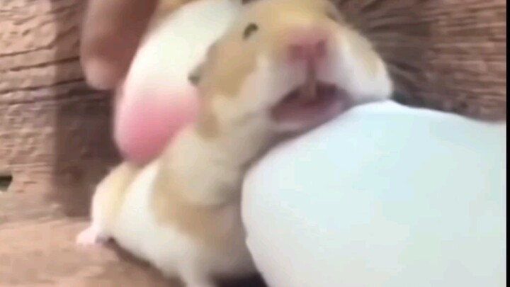 Tikus: Sangat nyaman
