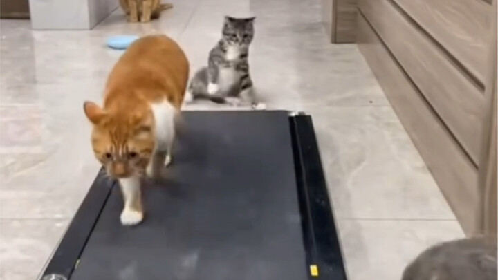 ไม่ต้องแย่ง น้องแมวก็มีส่วน