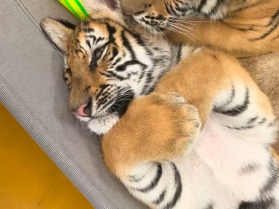 Bayi singa, tolong berikan udaranya, terima kasih.