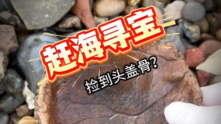 Đi vét biển nhặt được bao nhiêu bảo vật này, bạn biết những thứ nào thì được phép mang về nhà một cá