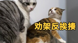 一只热心肠的猫，会遭遇的种种问题…